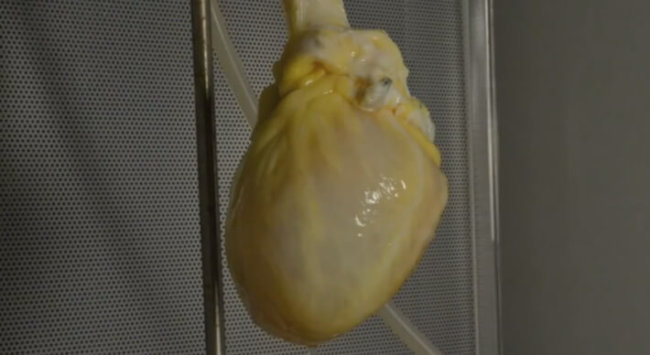 Ученые пытаются создать в лабораторных условиях живое сердце. Фото.