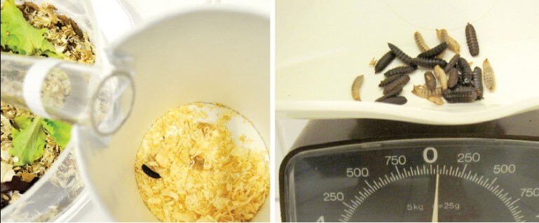 farm432-fly-breeding-appliance-6