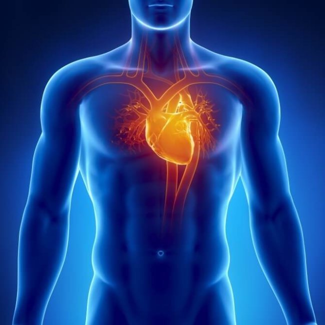 Ученые создали «нанозаплатки» для поврежденных тканей сердца. Фото.