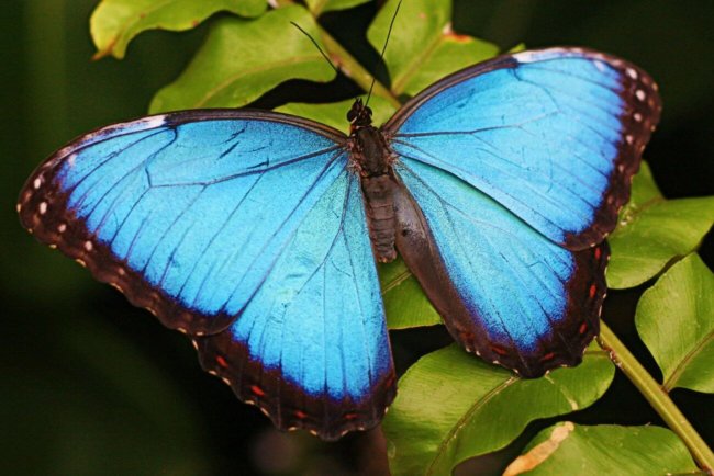 Крылышки бабочки найдут применение в электронике. Фото.