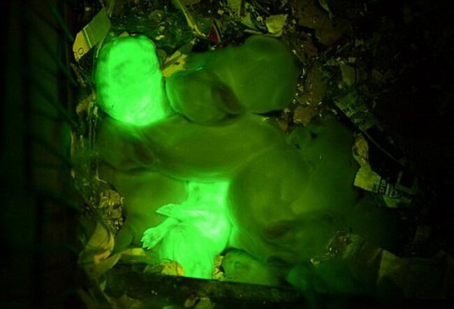Fluorescent-Green-Rabbits