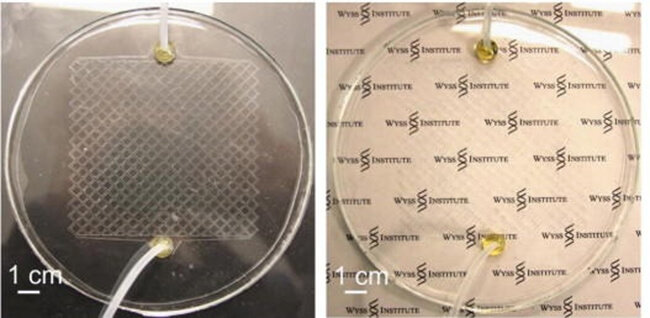 Природа подсказала систему охлаждения окон. Фото.