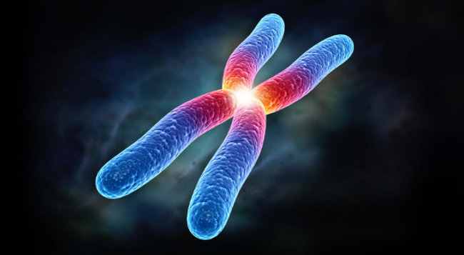 Ученые смогли определить истинную форму хромосом. Фото.