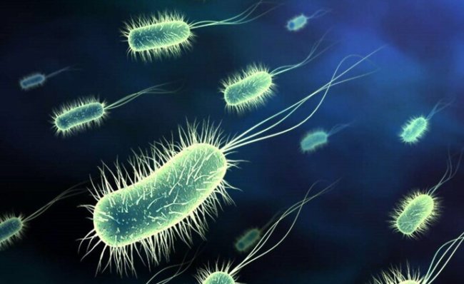Биоинженеры научили бактерии выискивать и убивать патогены. Фото.