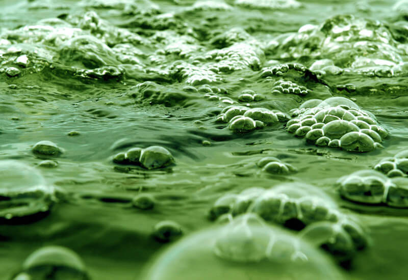 algae water