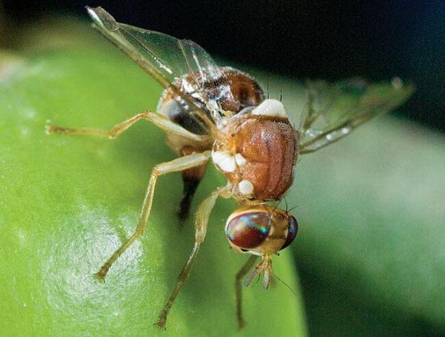 Пестициды можно заменить генетически модифицированными насекомыми. Фото.