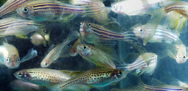 Ученые рассказали, как употребление рыбы может навредить зрению. Фото.