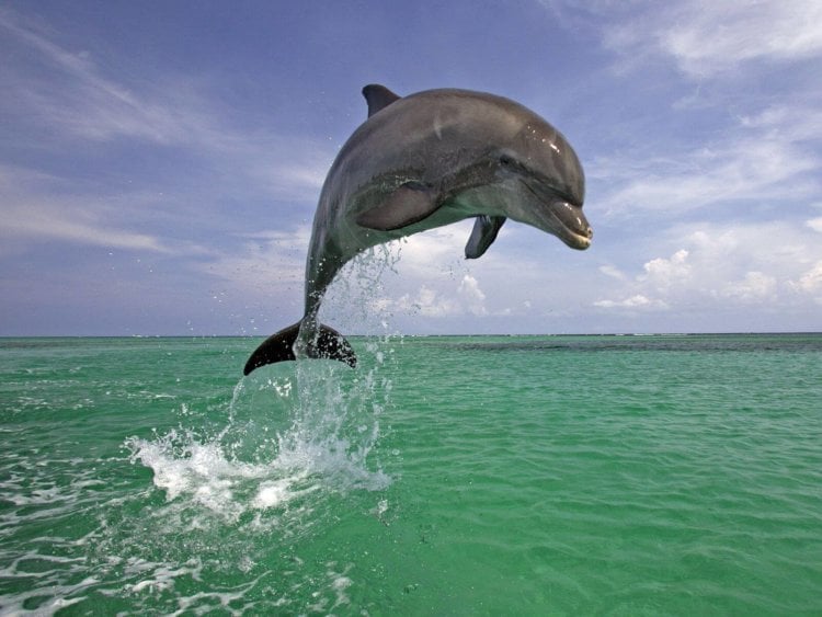 Дельфин - вдохновитель ученых