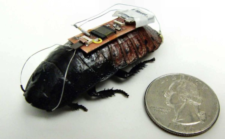 Управляемый таракан биоробот