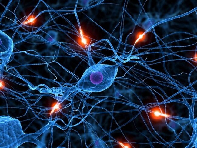 Человеческий мозг — это кладезь «миниатюрных нейронных компьютеров». Фото.