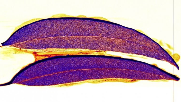 Золото в листьях эвкалипта