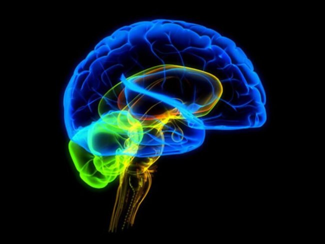 Мозг человека способен вырабатывать наркотик. Фото.