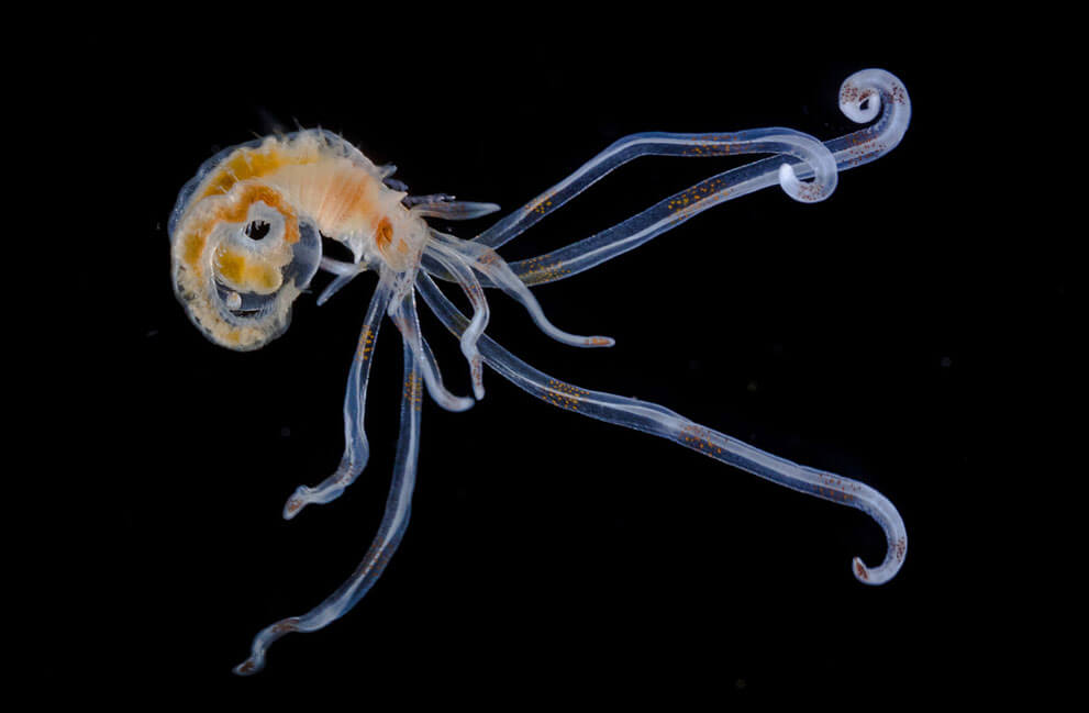 Личинка кольчатого червя, 100x увеличение.