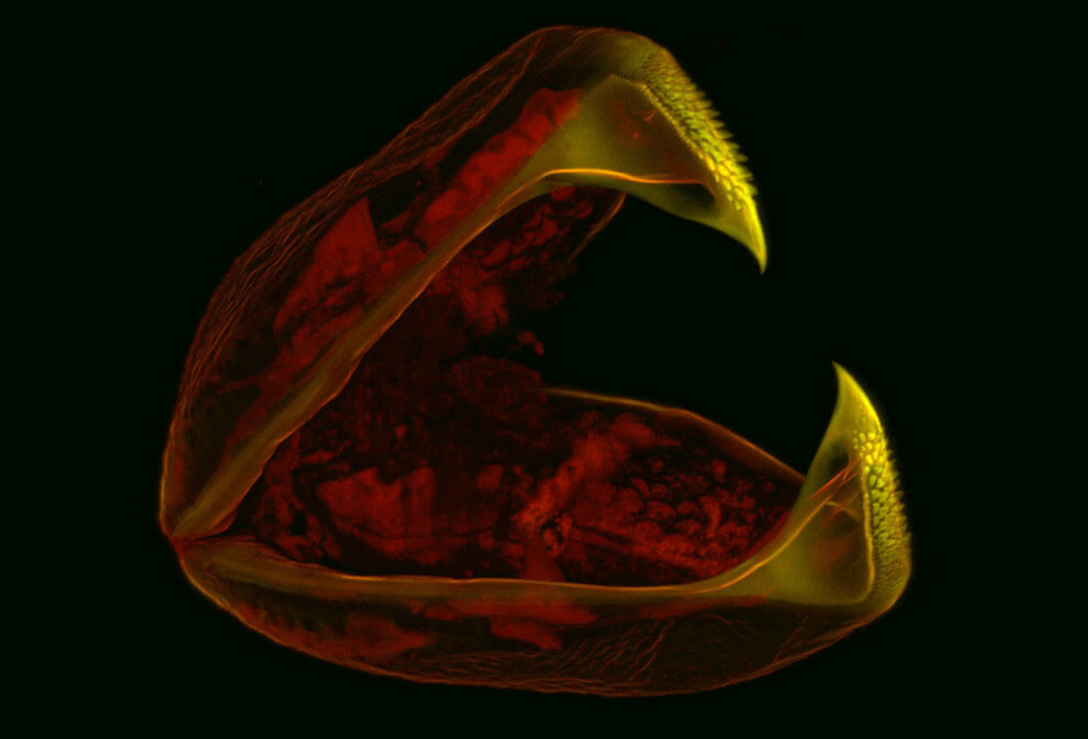 Глохидий, 60x увеличение.