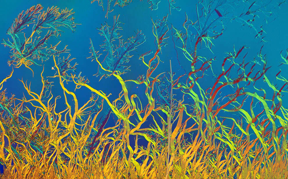 Кристаллизация тартразина, 40x увеличение.