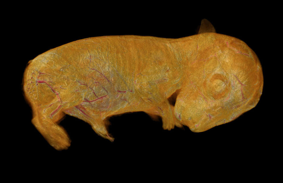 3D-реконструкция эмбриона дикого кролика, полученная микротомографией оптической проекции.