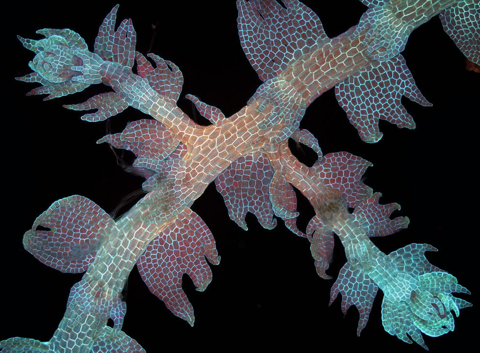 Вентральная сторона перисто-разветвлённого стебля лепидозии, 50x увеличение.