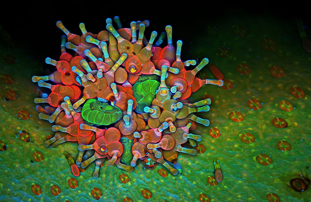 Сорус на нижней стороне вайи папоротника Polypodium virginianum, 100x увеличение.