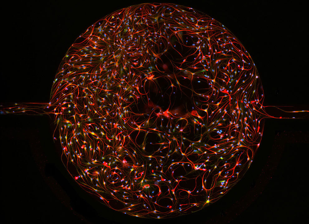 Первичные астроциты крысиного мозга, культивированные в устройстве SynVivo BBB.