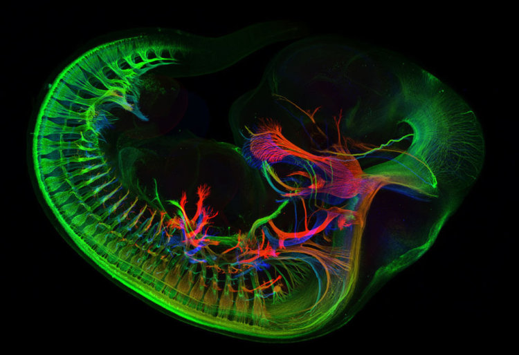 Периферические нервы мышиного эмбриона.