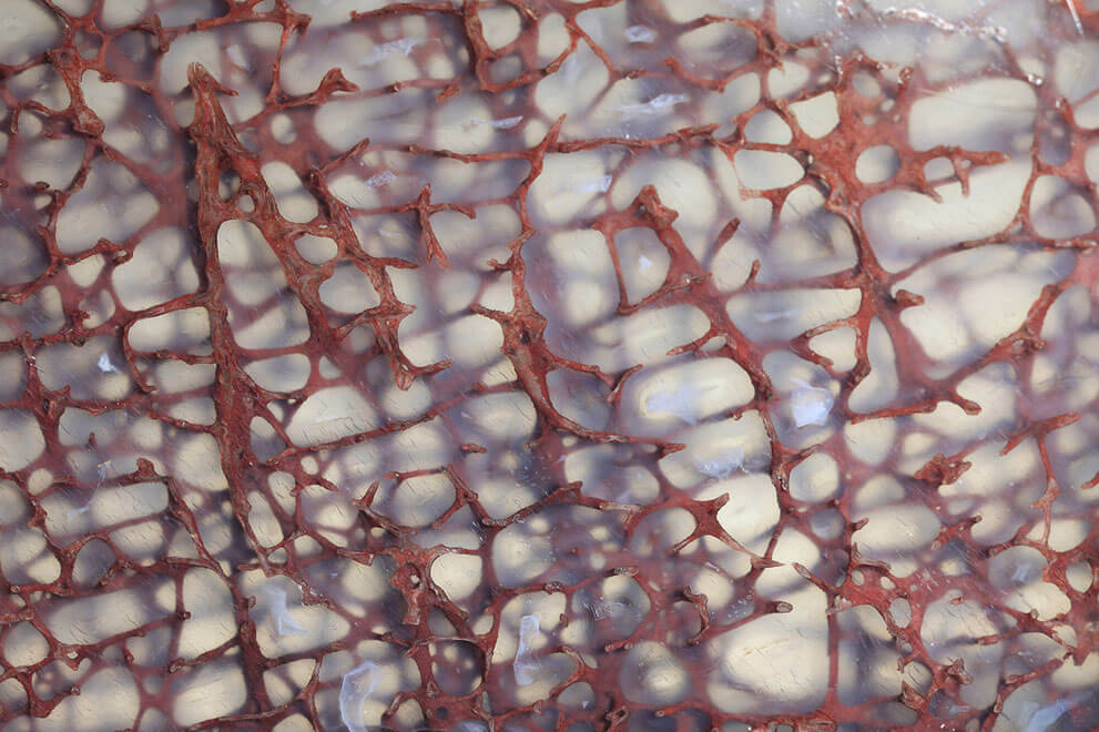 Тонкий срез кости динозавра, сохранившийся в чистом агате, 10x увеличение.