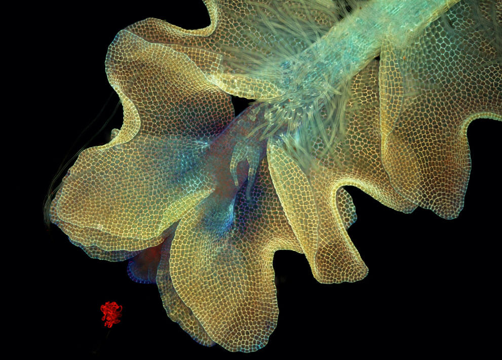 Печёночный мох Barbilophozia, 50x увеличение.