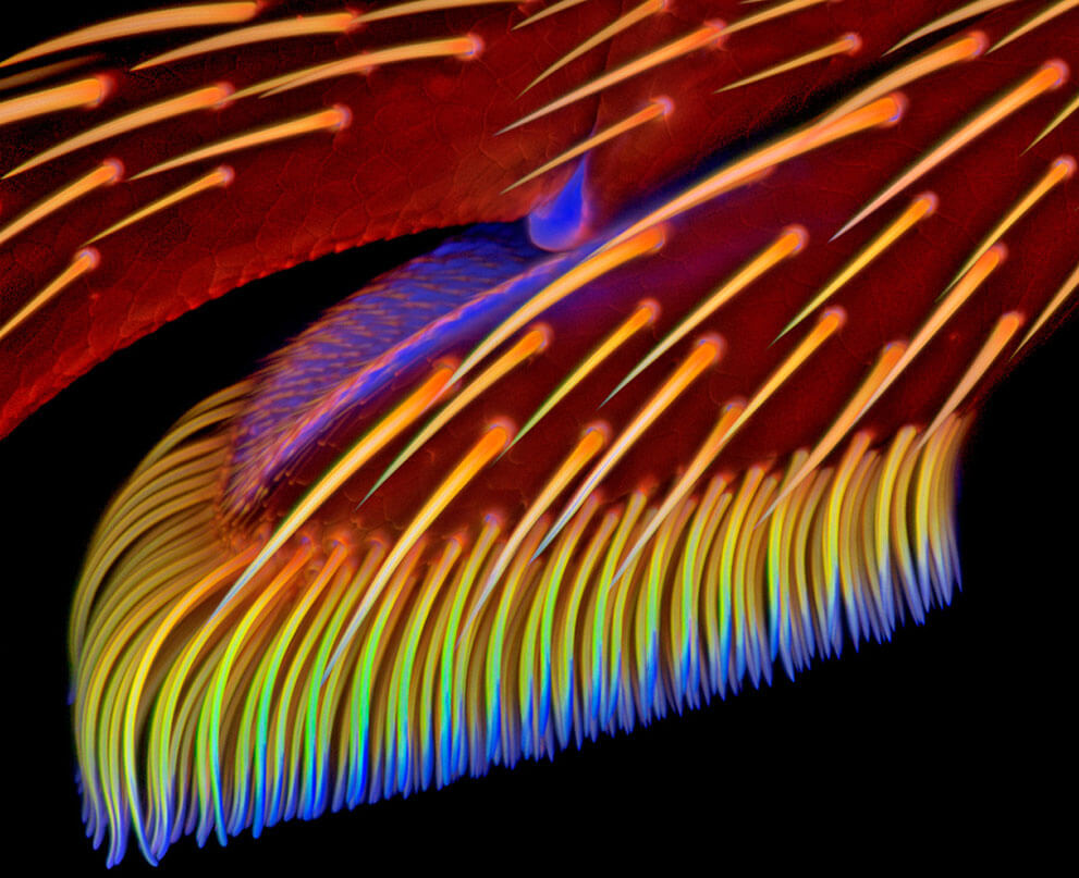 Клейкие отростки на передней лапке семиточечной коровки, 20x увеличение.
