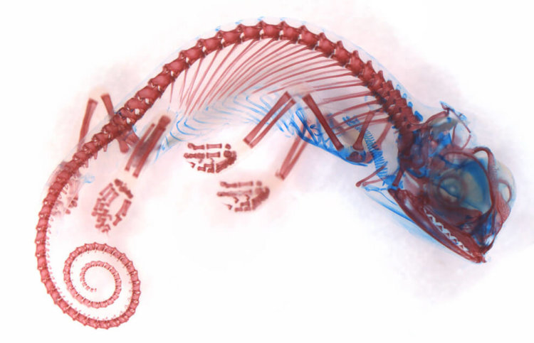 Хрящи (синий цвет) и кости (красный цвет) эмбриона йеменского хамелеона. 