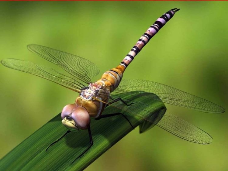 Древнейшие насекомые знали миссионерскую позу во время спаривания еще 165 млн лет назад