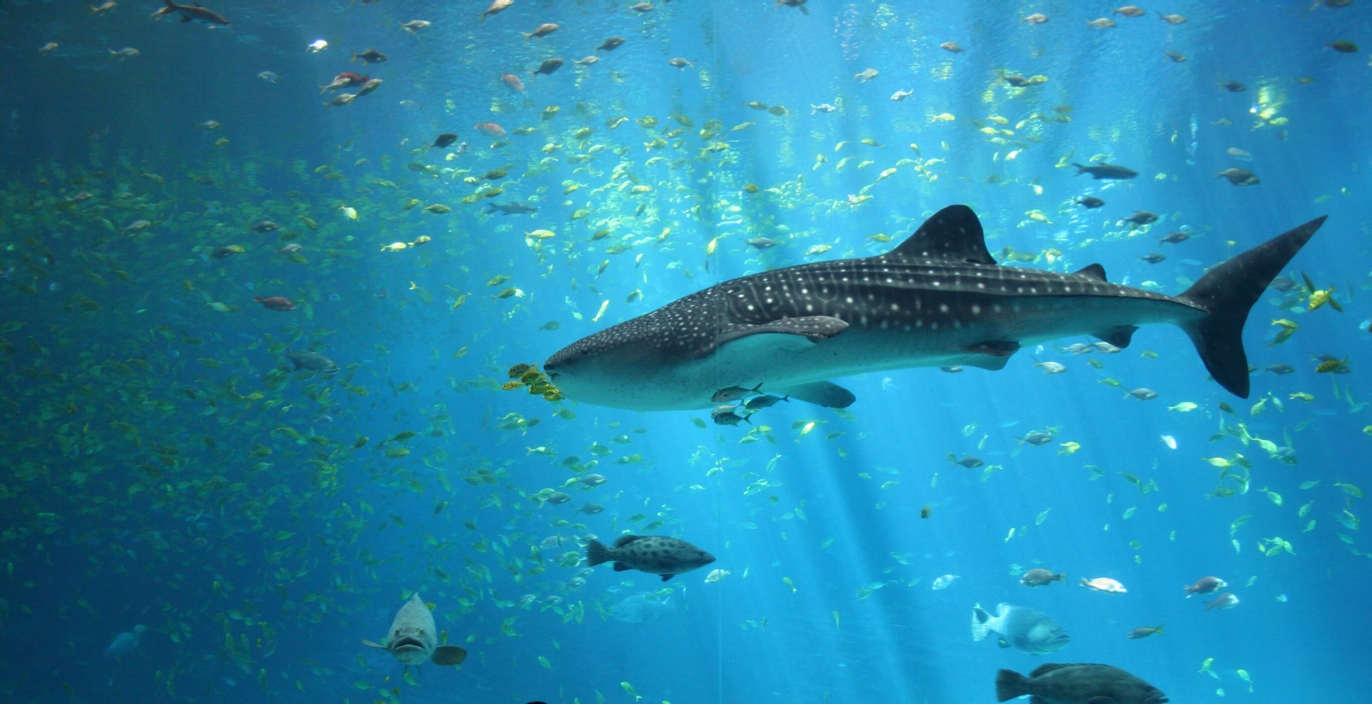 Отель с видом в глубины океана