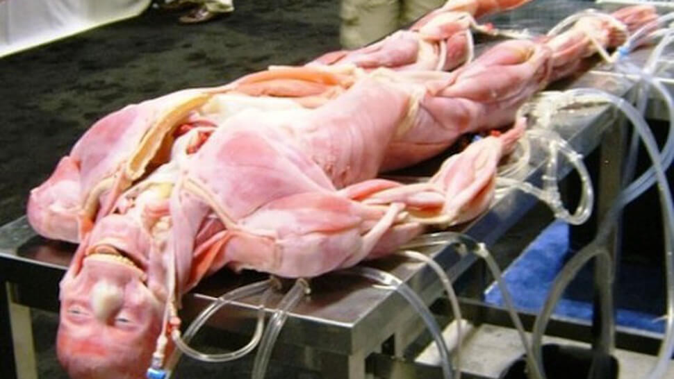 «Искусственный пациент» будет способен двигаться и подстраивать свой пульс и температуру в соответствии с внешними раздражителями, при этом  реалистично имитируя раненого солдата на поле боя.