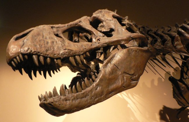 Тираннозавры появились гораздо раньше, чем мы привыкли считать. Фото.