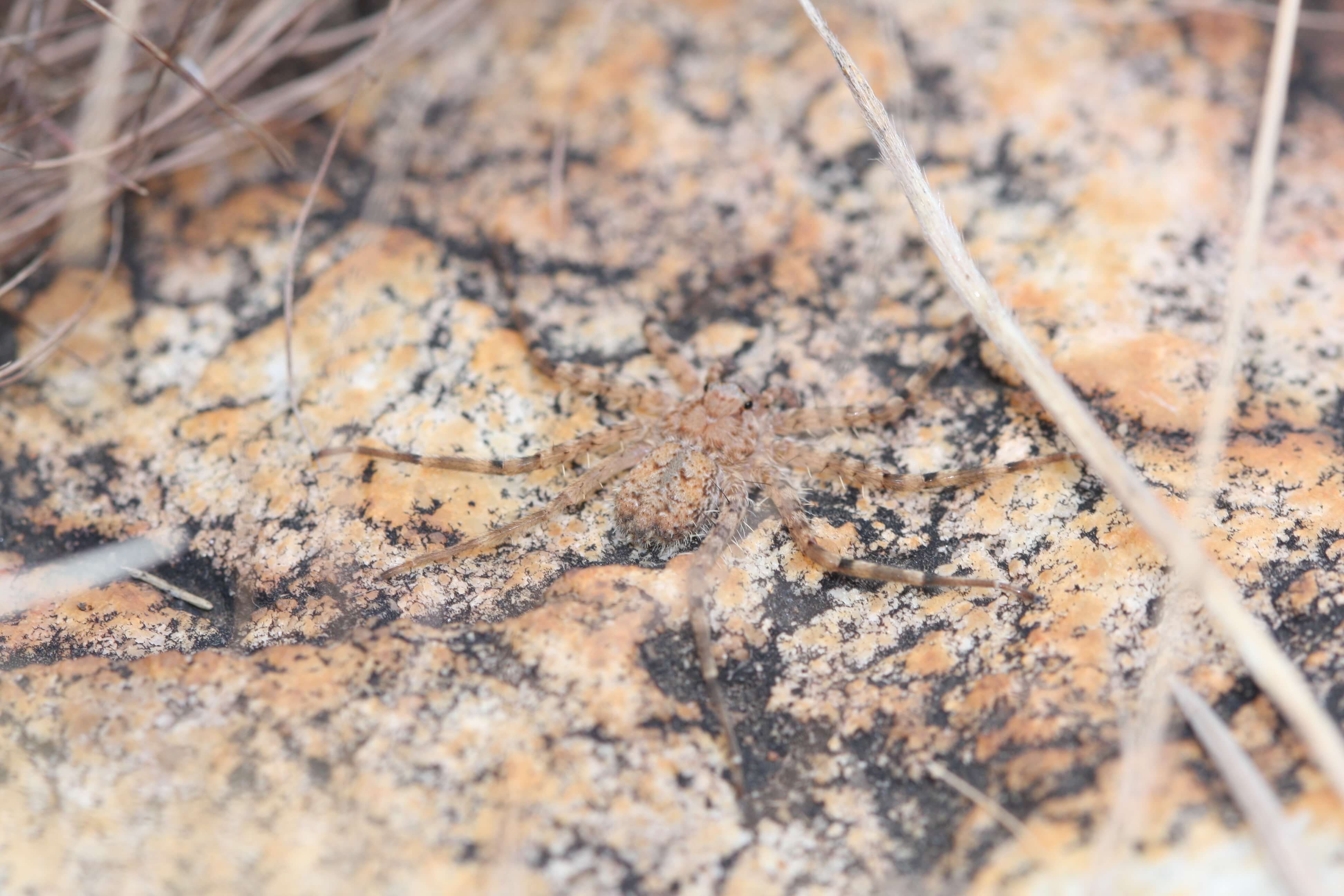 Паук-герсилиид