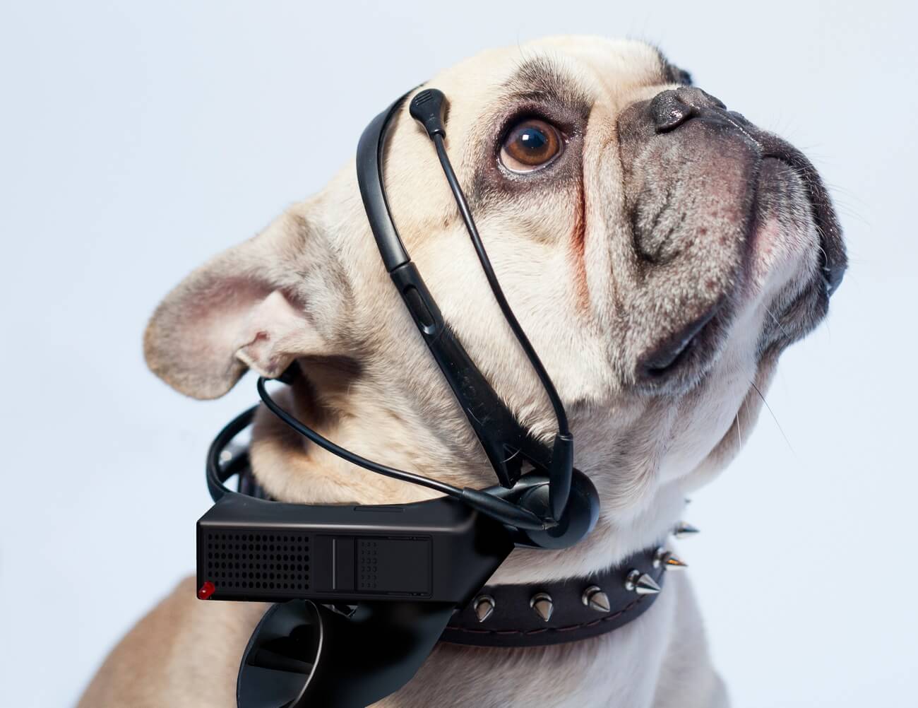 Устройство No More Woof чатет мысли животных