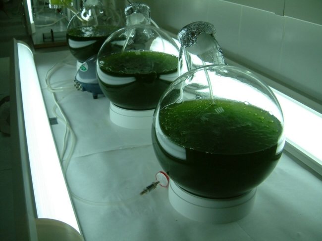 Разработан новый способ получения биотоплива из водорослей. Фото.