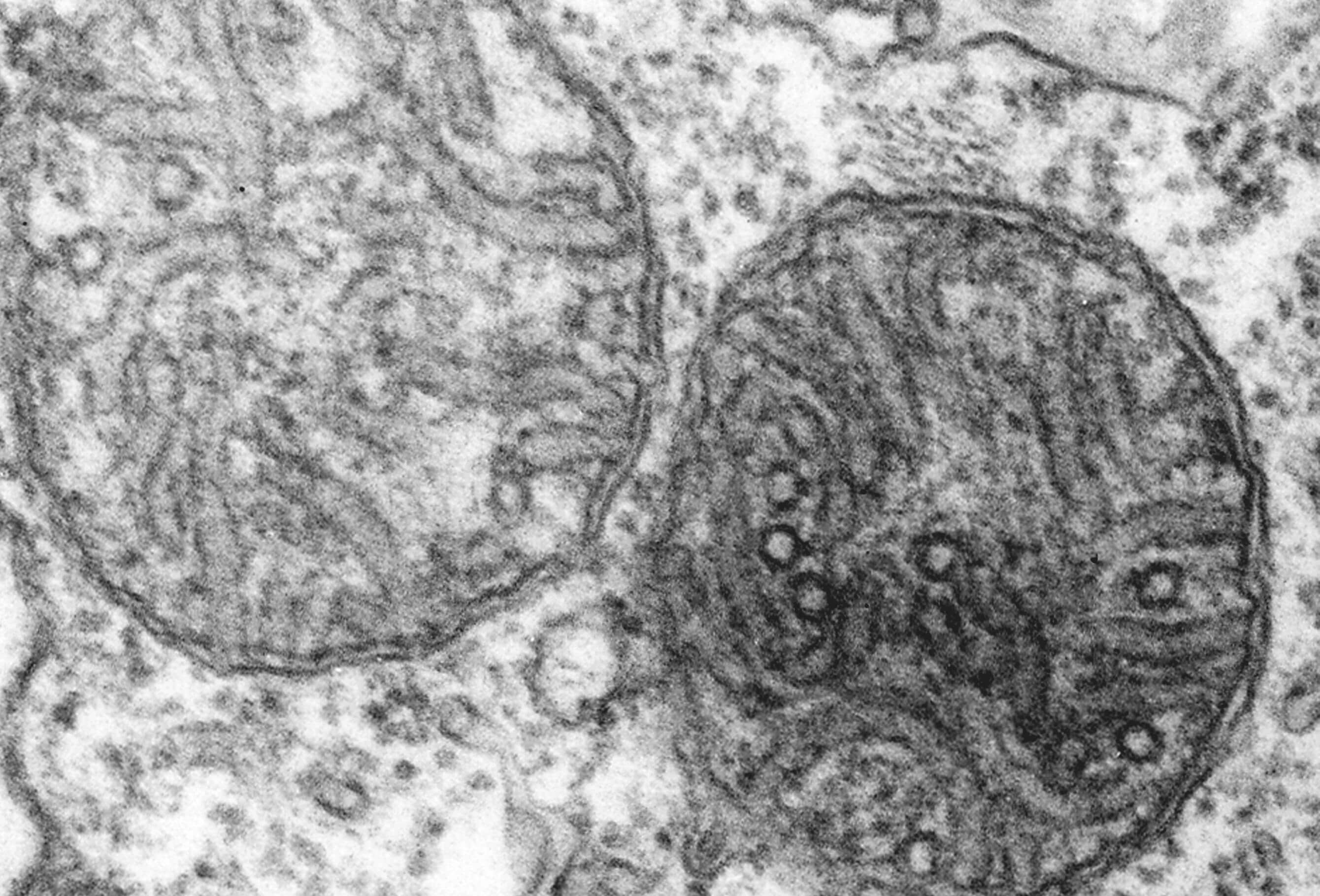 Митохондрии под микроскопом