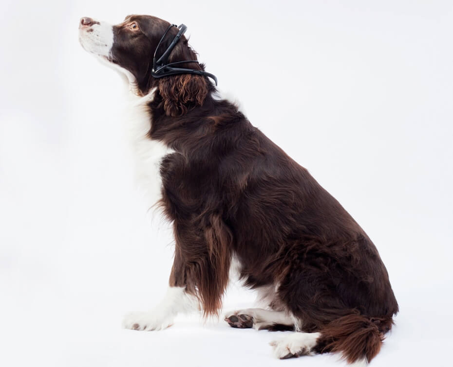 Устройство No More Woof чатет мысли животных