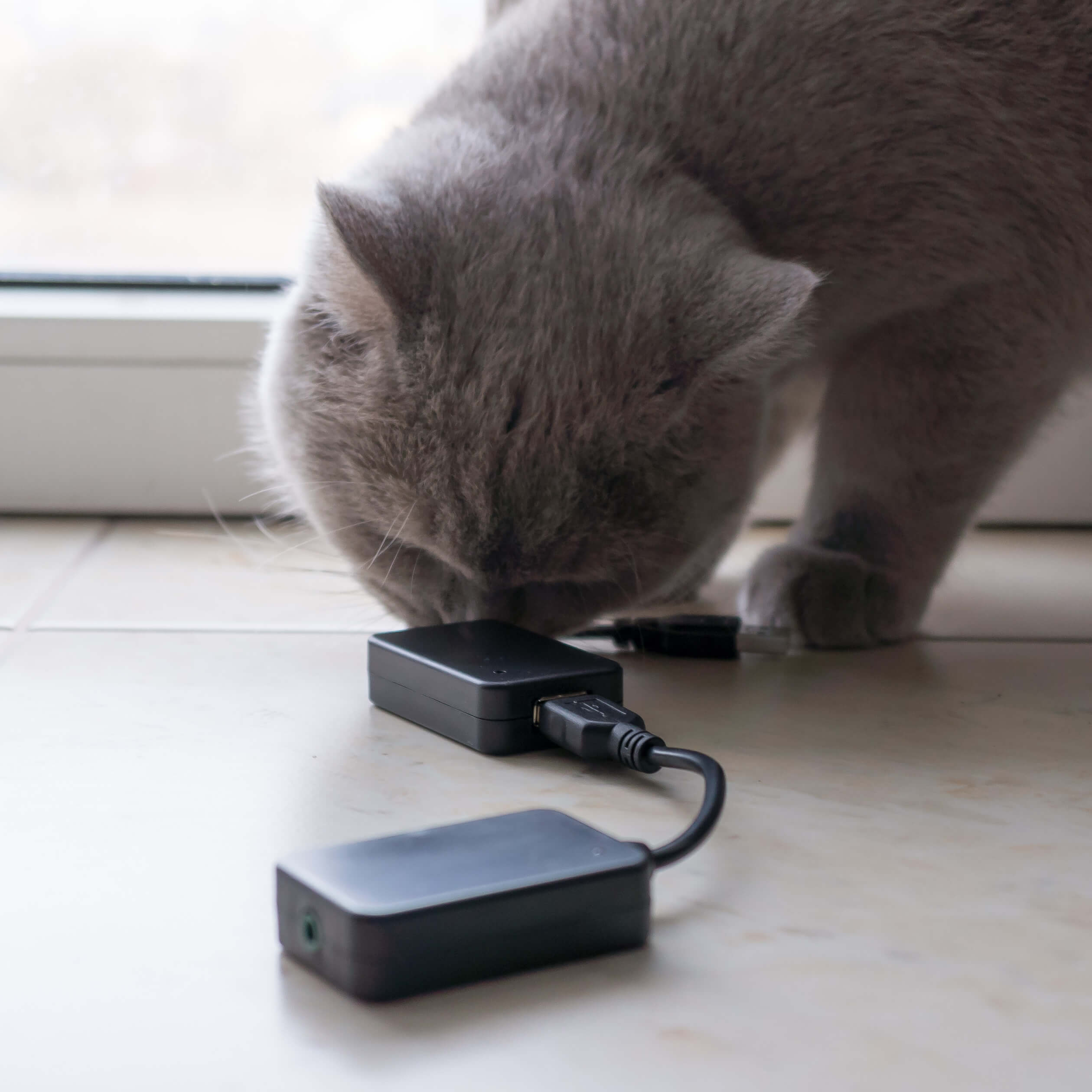 Котэ одобряе!