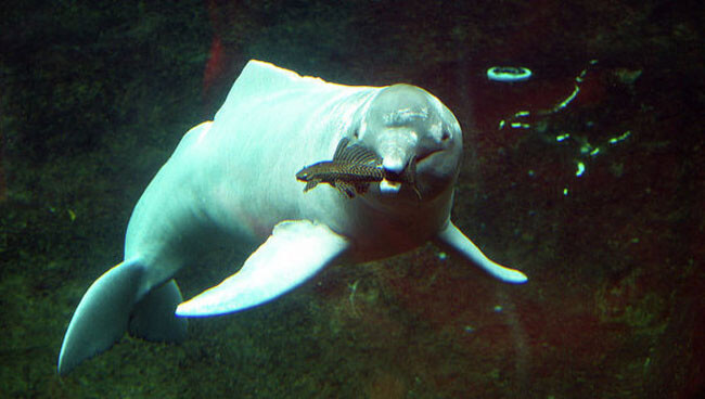 Речной дельфин в естественной среде