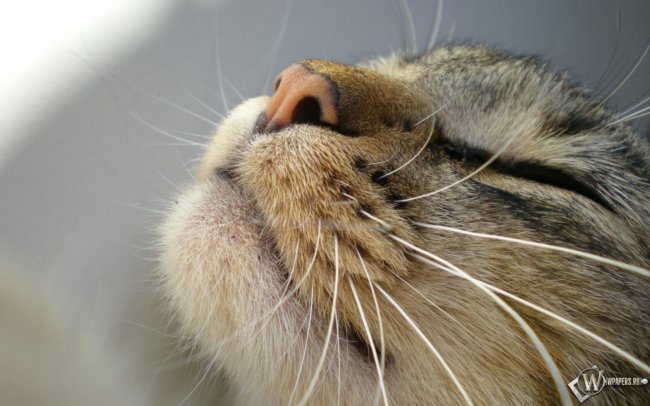 Электронные усы помогут вам стать котом. Фото.