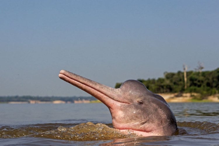Амазонский розовый речной дельфин