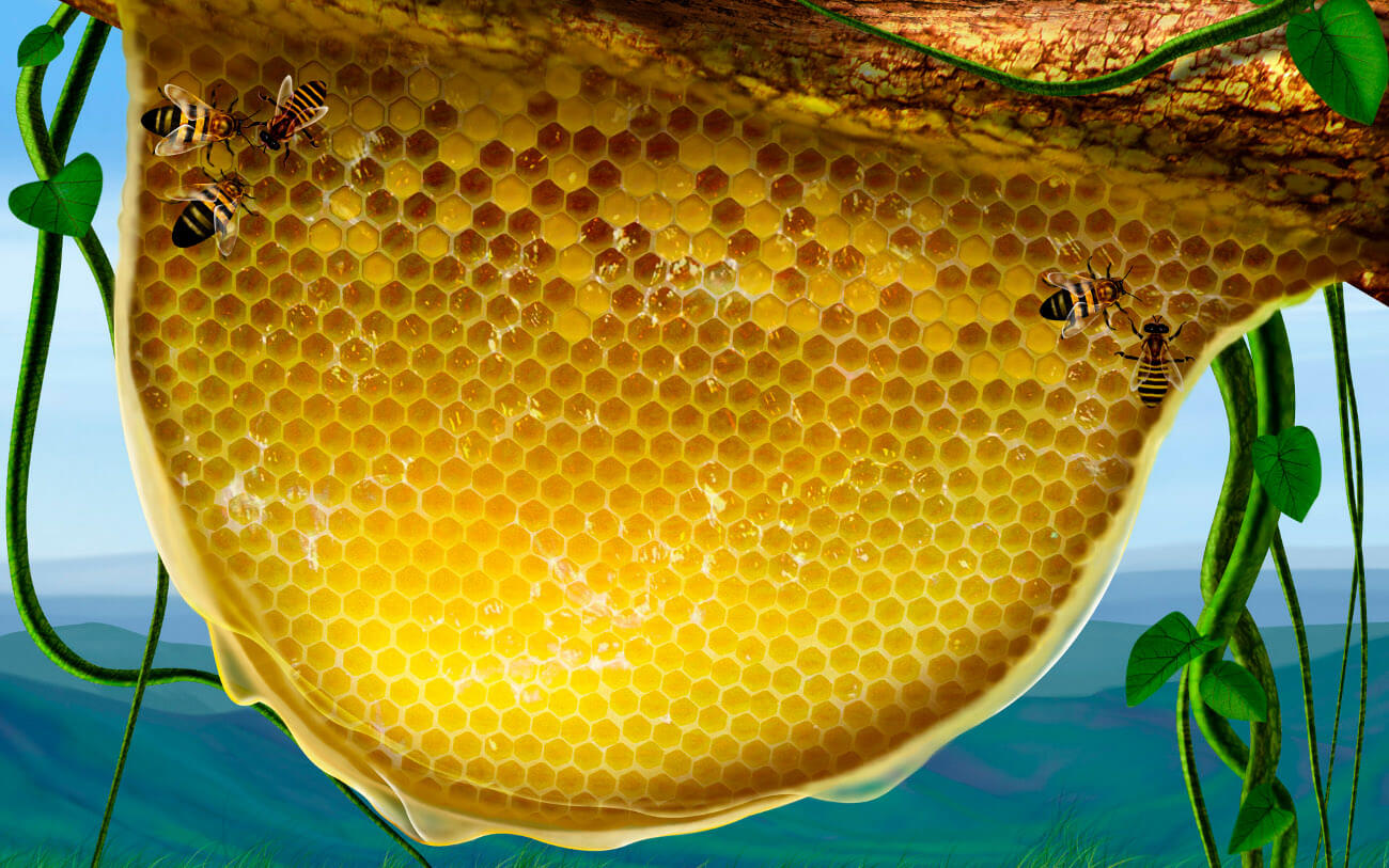 Медовые соты