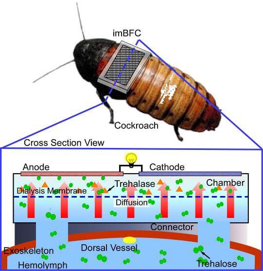 cyborg-cockroach