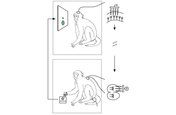 monkey-neural-prosthesis