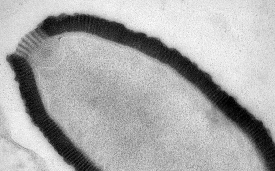 Giant-Siberian-Virus