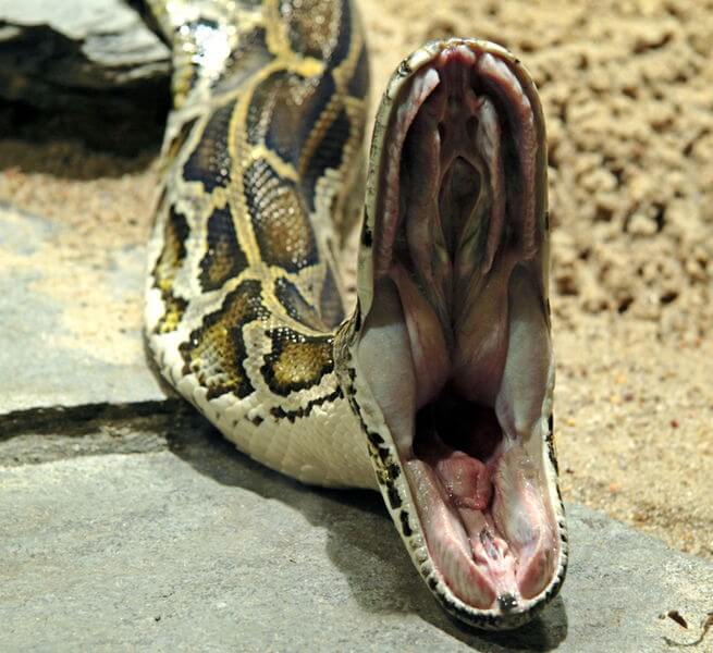 Python-molurus-bivittatus-open-mouth