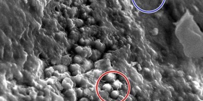 Что марсианские метеориты могут рассказать о внеземной жизни? Фото.