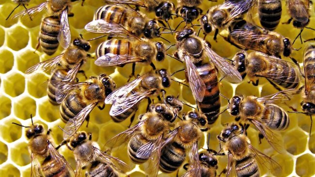 #химия | Масло для тела на основе пчелиного воска. Фото.