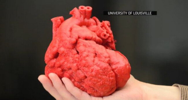 Ученые пытаются создать 3D-напечатанное сердце. Фото.