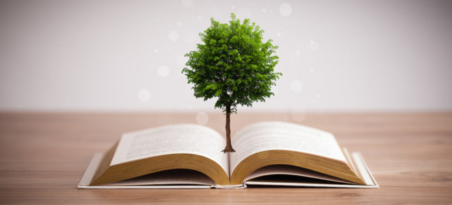 Генетики вывели специальные деревья для производства бумаги. Фото.